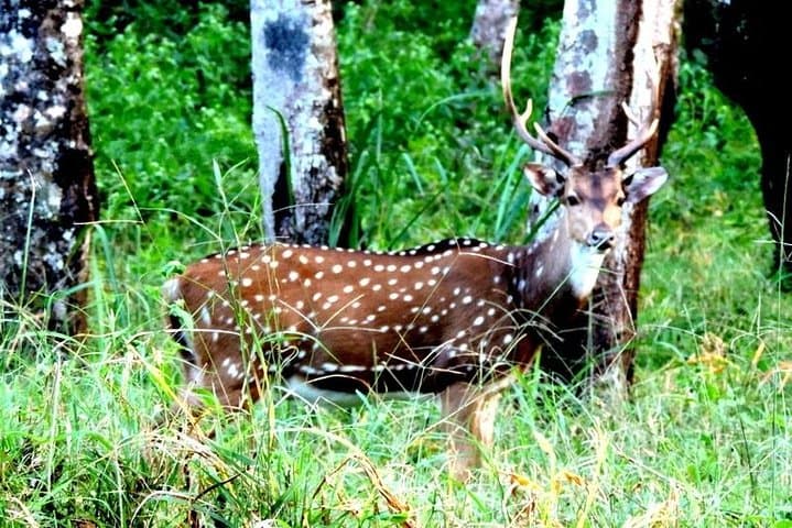 3-Day Wayanad Adventure: Caves, Wildlife & Banasura Sagar Dam photo 2