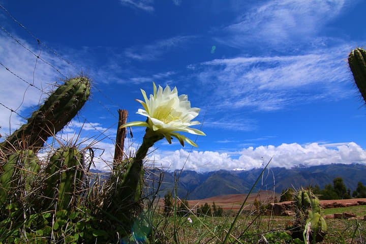 Inca Quarry Hike and Ollantaytambo Fortress — Full-Day Sacred Valley Adventure from Cusco photo 2