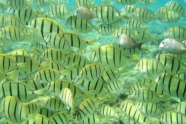 Pelican Rock Snorkeling: Sandfalls, Sea Fans & Snorkel Tips in Cabo San Lucas photo 1