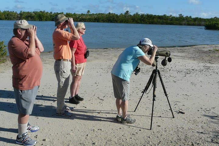 St. Maarten Bird Watching Tour: Salt Ponds, Shorebirds & Lesser Antilles Endemics photo 4