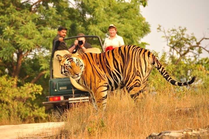 2-Day Private Ranthambhore Tiger Safari from Jaipur — Morning & Evening Game Drives photo 4