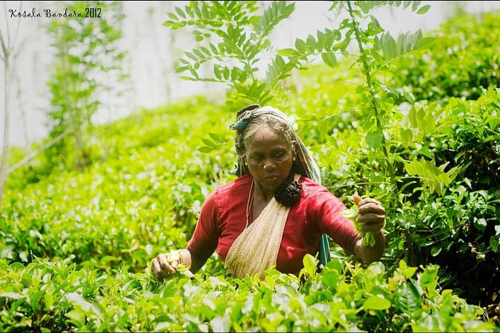5-Night Sri Lanka Adventure: Rafting, Tea Country & Yala Safari photo 3