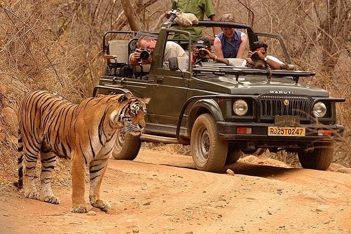 2-Day Ranthambore Safari from Jaipur — Open-Canter Tiger Safaris & Fort Views