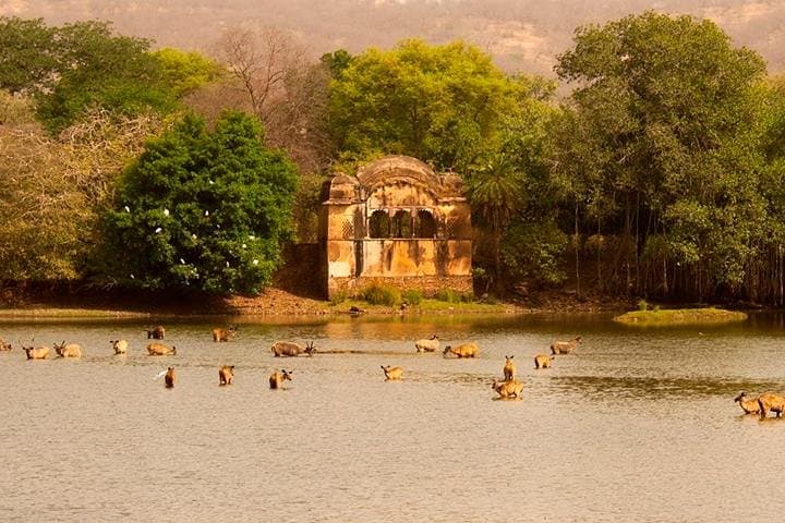 2-Day Ranthambore Safari from Jaipur — Open-Canter Tiger Safaris & Fort Views photo 3