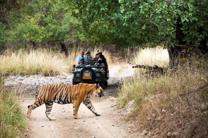4-Day Jaipur, Ranthambore & Agra Tour: Tiger Safari, Taj Mahal & Forts