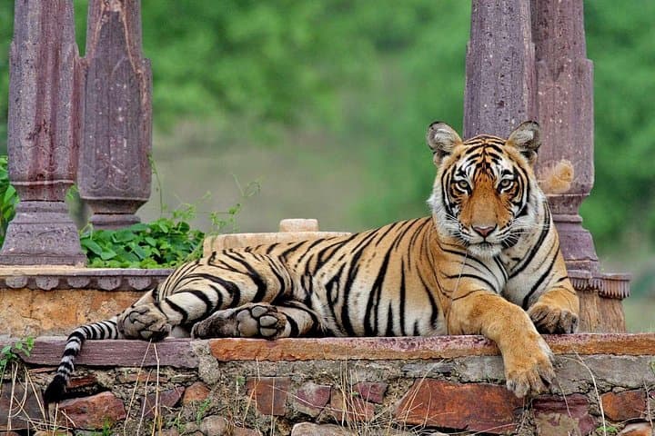 Jaipur to Ranthambore: 4-Day Guided Tour with 4-Star Hotels and Shared Safari photo 2