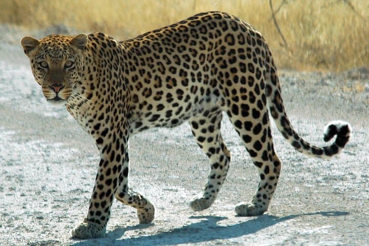 Jhalana Leopard Park Safari: Private Jeep Safari & Off‑Roading from Jaipur photo 1