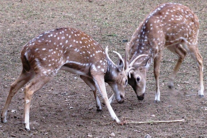 Jhalana Leopard Park Safari: Private Jeep Safari & Off‑Roading from Jaipur photo 2