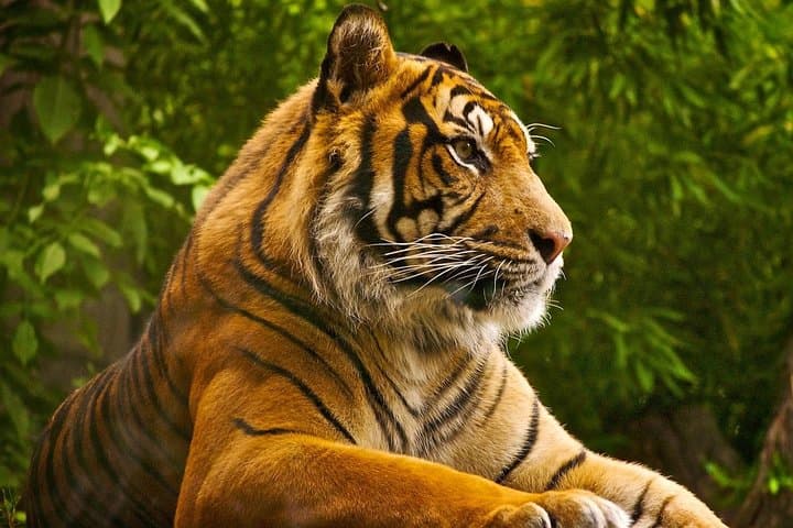 Ranthambore 2-Day Tiger Safari from Jaipur — Hotel & Jeep Safari Guide photo 1