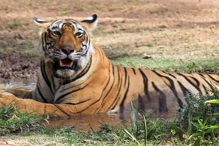 Ranthambore 2-Day Tiger Safari from Jaipur — Hotel & Jeep Safari Guide photo 2
