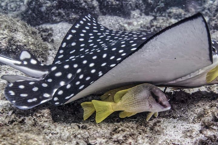 Bay of Banderas Two-Tank Dive: Los Arcos & Majahuitas from Yelapa photo 2