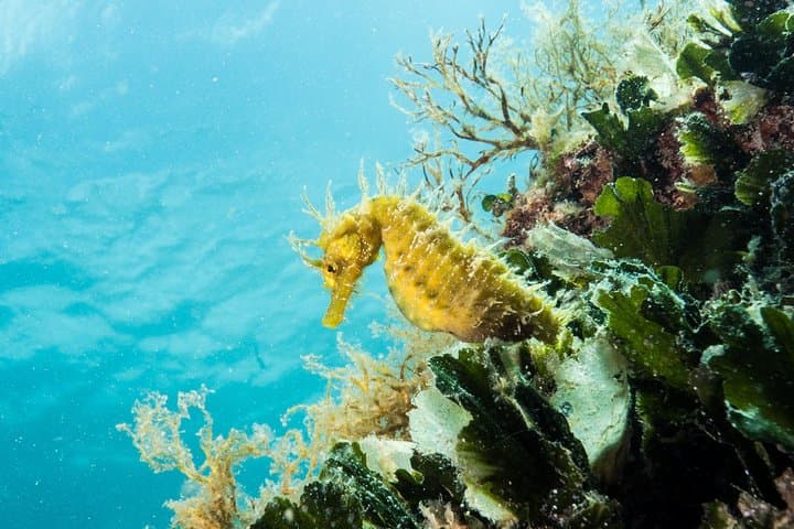 Introductory Scuba Diving in Pula — Try Scuba at Verudela Beach photo 5