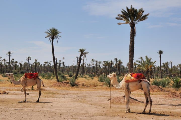 Palmeraie Sunset Camel Ride from Marrakech — Camel Trek, Mint Tea & Palm Grove Views