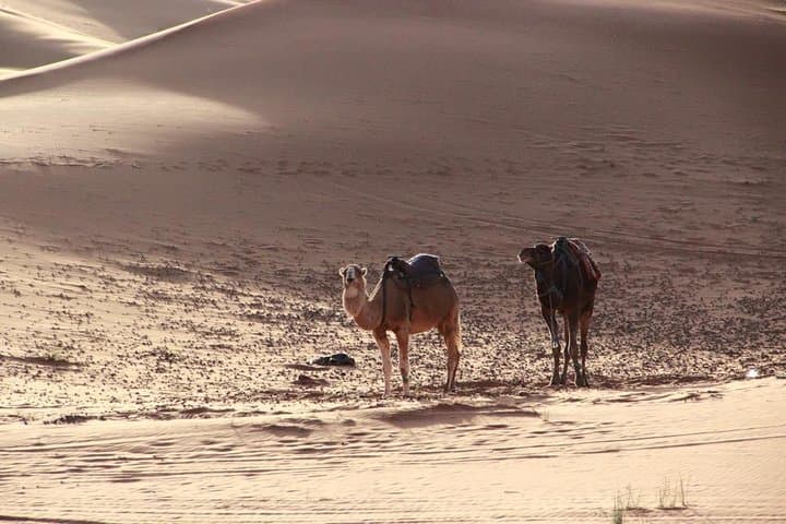 Palmeraie Sunset Camel Ride from Marrakech — Camel Trek, Mint Tea & Palm Grove Views photo 2