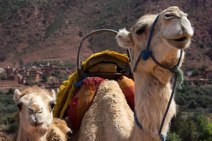 Private Camel Ride in the High Atlas: Full-Day Berber Villages & Lunch from Marrakech photo 1