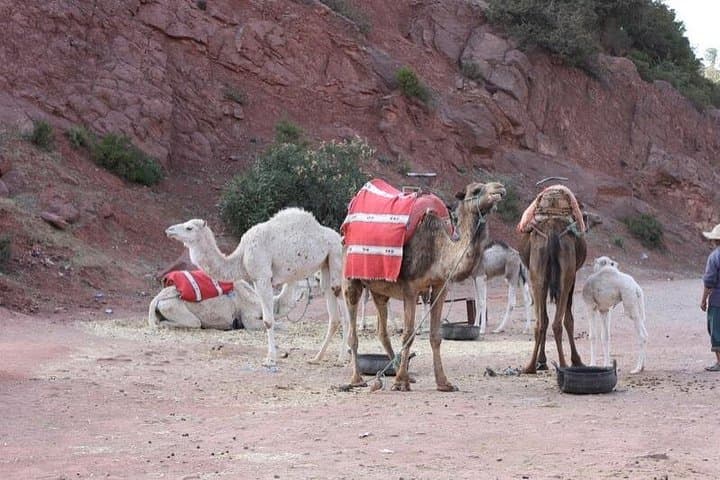 Private Camel Ride in the High Atlas: Full-Day Berber Villages & Lunch from Marrakech photo 2