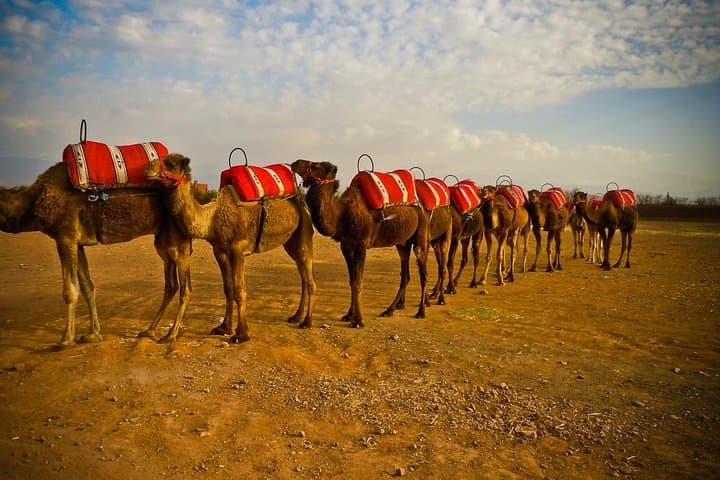 Palmeraie Quad Biking & Camel Ride Near Marrakech — Palms, Dunes & Berber Villages photo 2