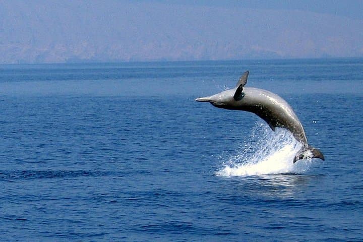 Dolphin Watching Cruise from Muscat – Half-Day Dolphin & Whale Tour photo 2