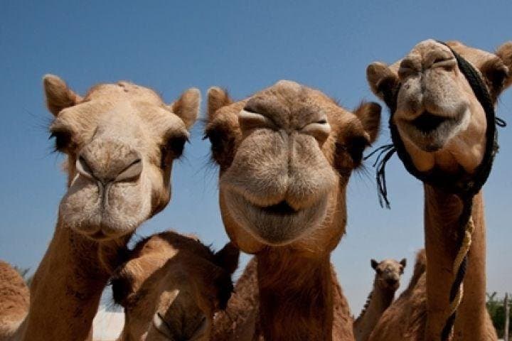 Sunset Camel Ride & Bedouin BBQ in Ras Al Khaimah Desert