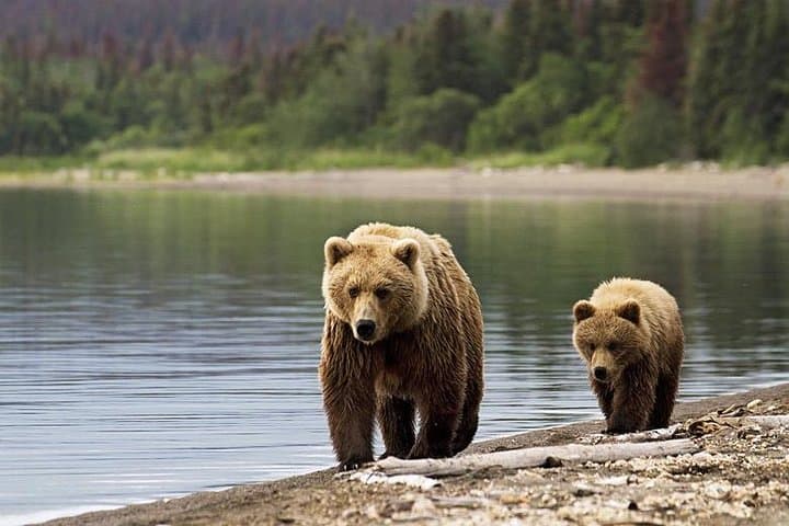 Bear Watching in Transylvania: 2-Day Carpathian Wildlife Tour from Bucharest