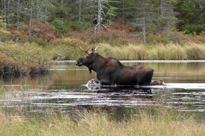 Evening Wildlife Safari Stockholm: Moose, Roe Deer & Campfire Fika photo 3
