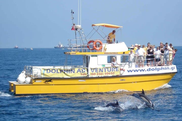 Bay of Gibraltar Dolphin Watching: 75-Minute Wildlife Cruise with Marine Biologist