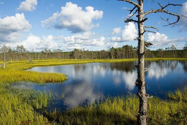 Lahemaa National Park Day Trip from Tallinn: Viru Bog, Coast & Manor Houses