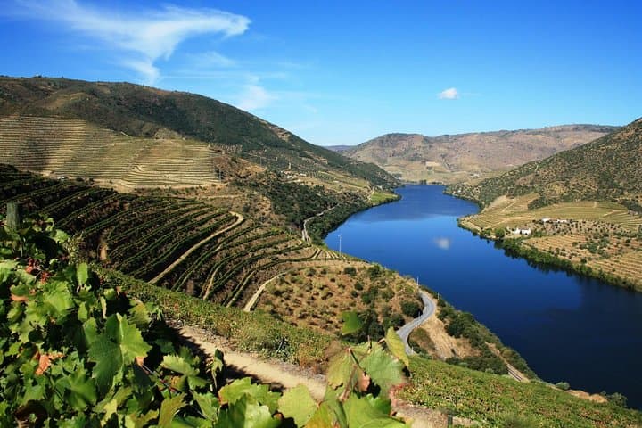 Douro Valley Wine Tour: 3 Vineyards, Tastings & Traditional Lunch from Porto