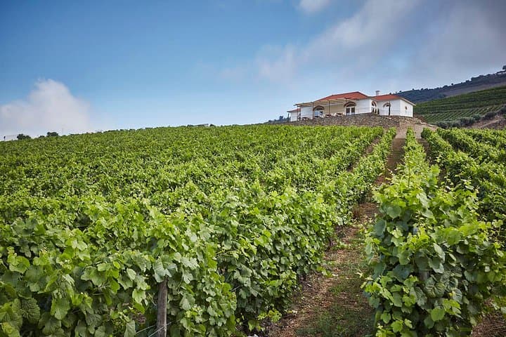 Private Douro Valley Wine Tour: Visit Three Vineyards with Lunch from Porto photo 6