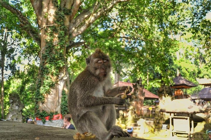 Ubud Full-Day Private Tour: Monkey Forest, Tegalalang & Tegenungan Waterfall photo 5