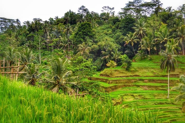 Ubud Full-Day Private Tour: Monkey Forest, Tegalalang & Tegenungan Waterfall photo 3