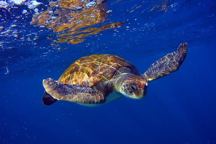 Snorkel with Sea Turtles & Stingrays at Tenerife’s Malpais de Rasca
