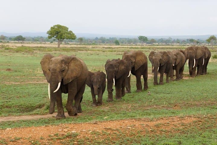 Train to Mikumi: Full-Day Safari from Dar Es Salaam