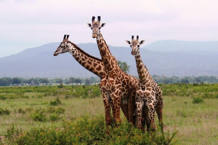 Train to Mikumi: Full-Day Safari from Dar Es Salaam photo 2
