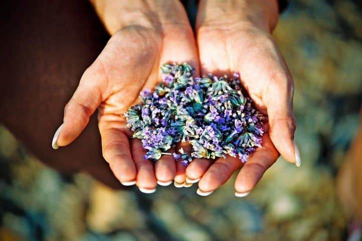 Hvar Lavender Fields Small-Group Tour — Brusje Village & Coastal Vistas
