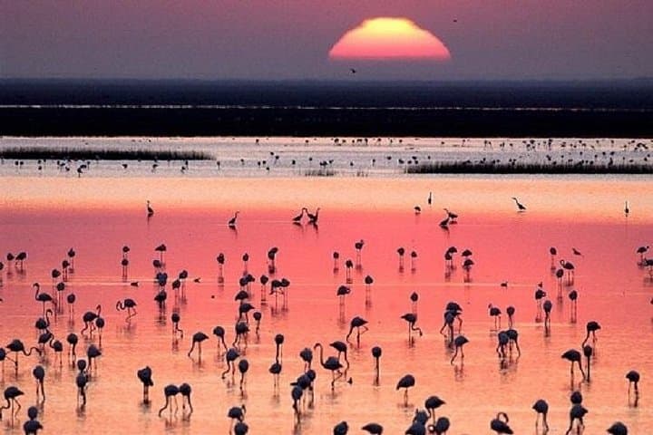 Doñana National Park Day Tour from Seville — 4x4 Wildlife & Beach Adventure