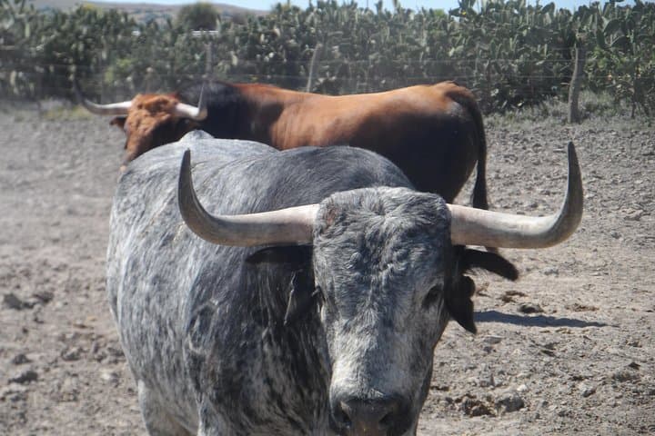 Half-Day Bull Breeding Farm Tour from Seville — Toros Bravos Up Close photo 3