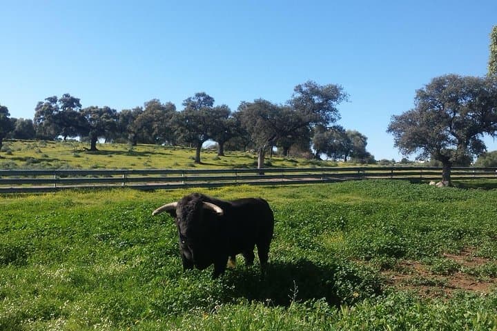 Half-Day Bull Breeding Farm Tour from Seville — Toros Bravos Up Close photo 2