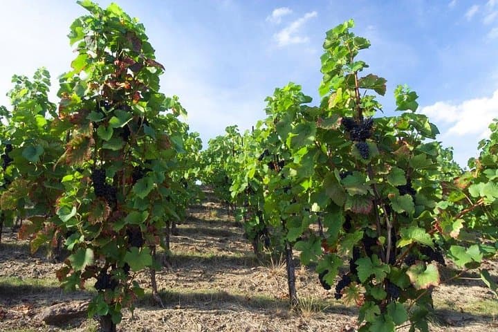 Prague Wine Tasting Walking Tour: 2.5-Hour Local Wines & City Vineyards photo 2