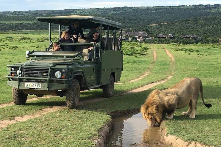 Pumba Private Game Reserve Day Safari — Big Five Game Drive in Eastern Cape