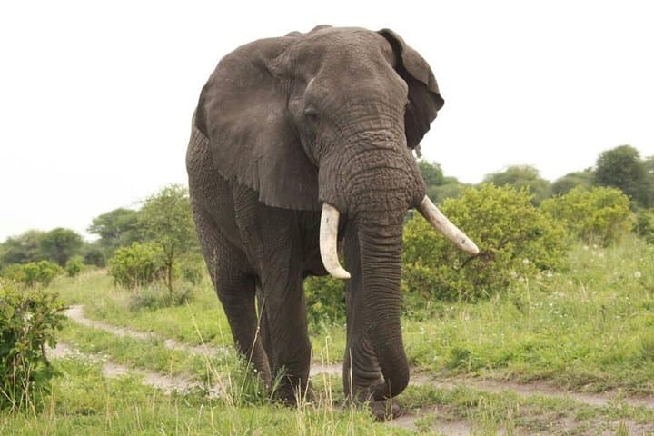 3-Day Safari through Tarangire, Ngorongoro Crater & Lake Manyara photo 2