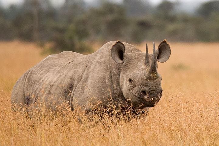 3-Day Safari through Tarangire, Ngorongoro Crater & Lake Manyara photo 1