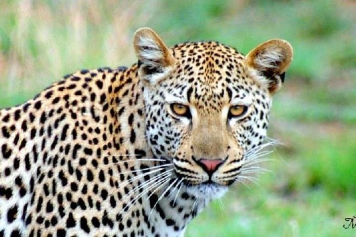 Overnight Leopard Safari in Kruger + Blyde Canyon: 2-Day Wildlife and Panorama Tour from Nelspruit