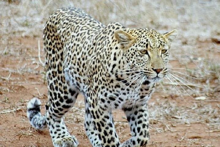 Overnight Leopard Safari in Kruger + Blyde Canyon: 2-Day Wildlife and Panorama Tour from Nelspruit photo 2
