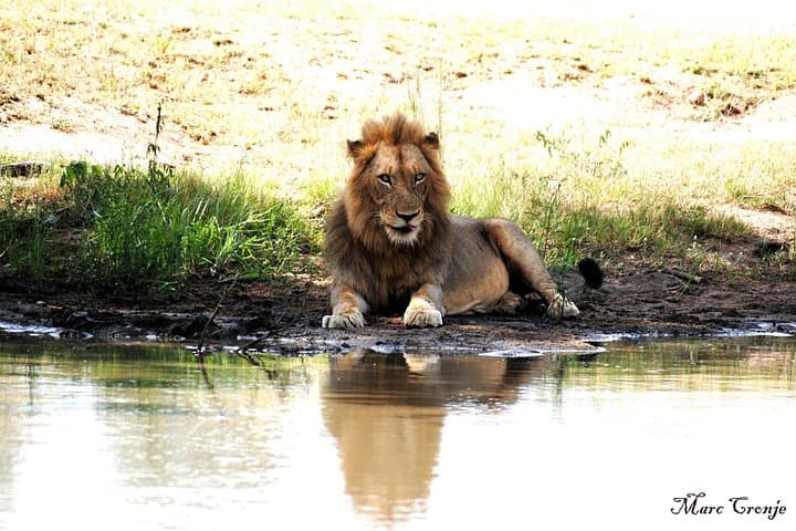 2-Night Kruger Lion King Safari from Nelspruit — Big Five & Night Drives