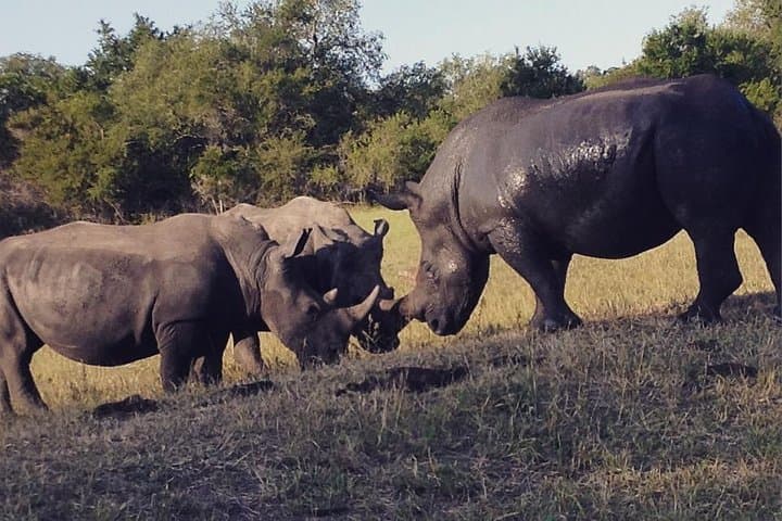 2-Night Kruger Lion King Safari from Nelspruit — Big Five & Night Drives photo 2