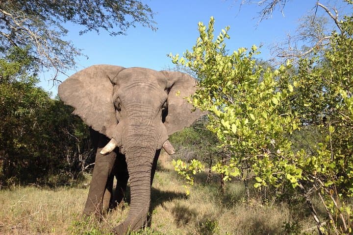 Three-Day Kruger & Blyde Canyon Safari from Nelspruit: Dawn Game Drives and Panorama Views photo 1