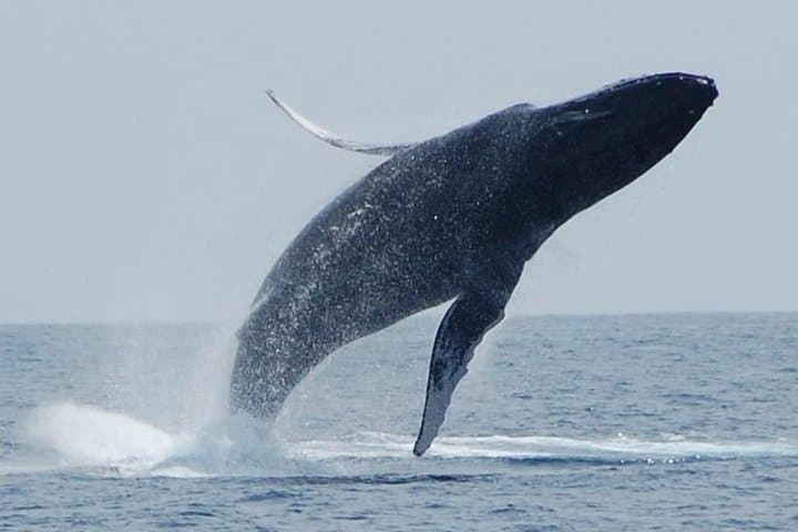 Whale Watching On The Big Island: A Thrilling Ocean Safari from Kailua-Kona photo 2