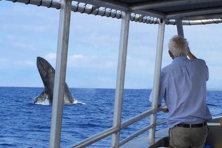 Whale Watching On The Big Island: A Thrilling Ocean Safari from Kailua-Kona