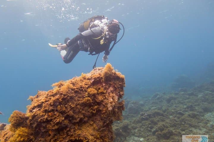 Beginner Dive Baptism in Tenerife — 1 Guided Dive from El Médano